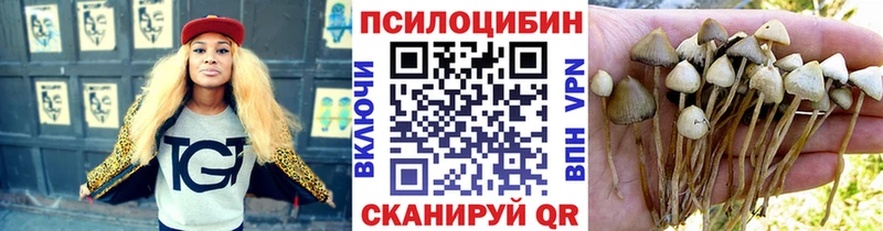 Псилоцибиновые грибы Psilocybe Щигры